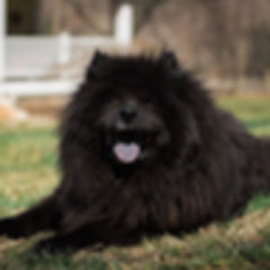 Meet your Posher, Joanne